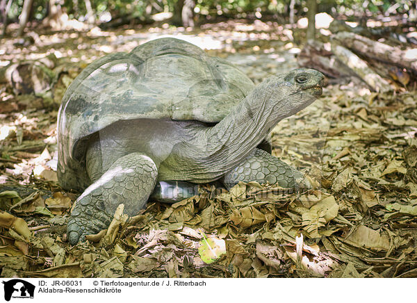 Aldabra-Riesenschildkrte / JR-06031