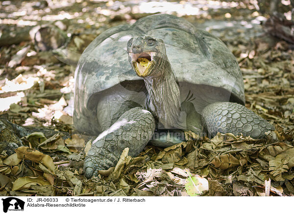 Aldabra-Riesenschildkrte / Aldabra giant tortoise / JR-06033