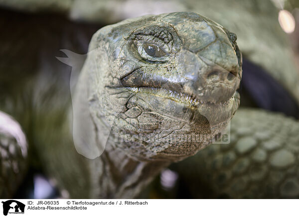 Aldabra-Riesenschildkrte / Aldabra giant tortoise / JR-06035