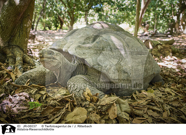 Aldabra-Riesenschildkrte / Aldabra giant tortoise / JR-06037
