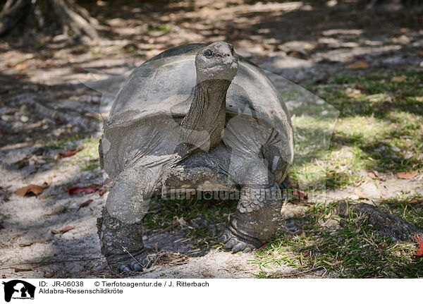 Aldabra-Riesenschildkrte / Aldabra giant tortoise / JR-06038