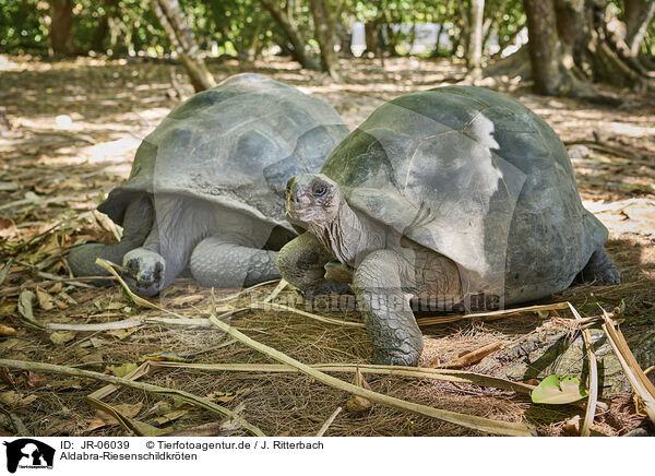 Aldabra-Riesenschildkrten / JR-06039
