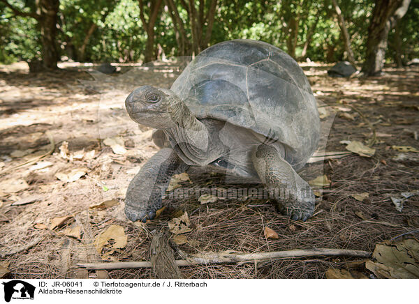 Aldabra-Riesenschildkrte / Aldabra giant tortoise / JR-06041