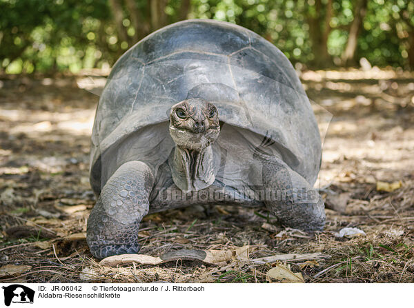 Aldabra-Riesenschildkrte / Aldabra giant tortoise / JR-06042
