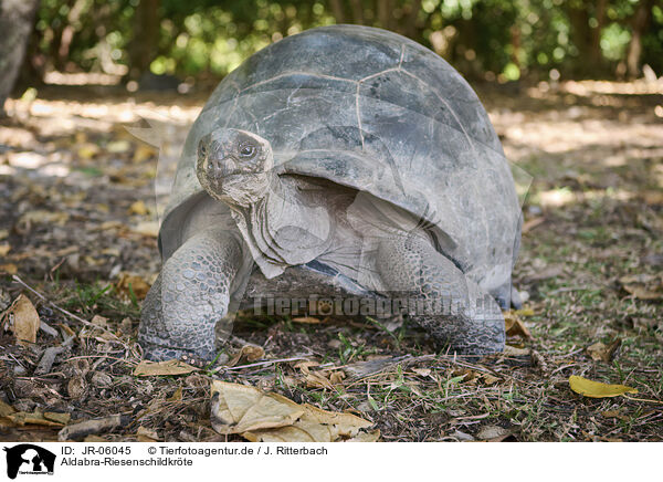 Aldabra-Riesenschildkrte / Aldabra giant tortoise / JR-06045