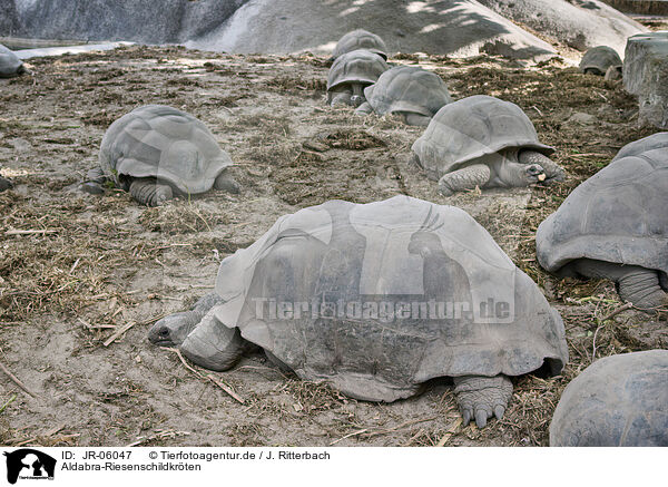 Aldabra-Riesenschildkrten / JR-06047