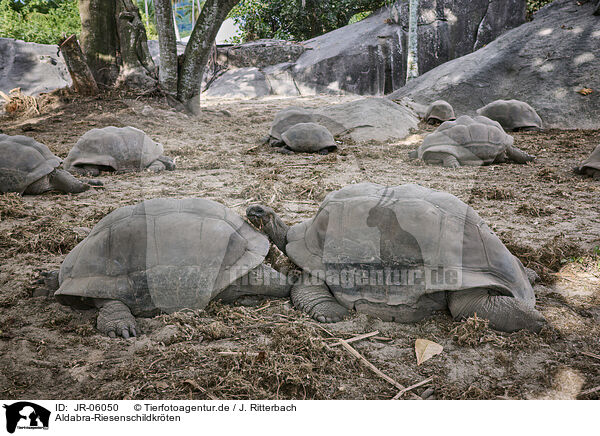 Aldabra-Riesenschildkrten / Aldabra giant tortoises / JR-06050