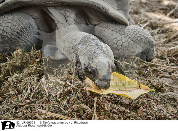 Aldabra-Riesenschildkrte / JR-06051