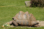 Aldabra Riesenschildkrte