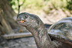 Aldabra-Riesenschildkrte