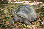 Aldabra-Riesenschildkröte