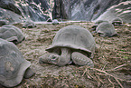 Aldabra-Riesenschildkröten