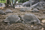 Aldabra-Riesenschildkröten