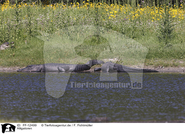 Alligatoren / FF-12499