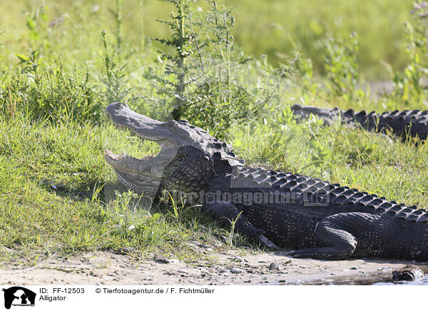 Alligator / alligator / FF-12503