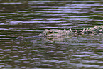 Alligator