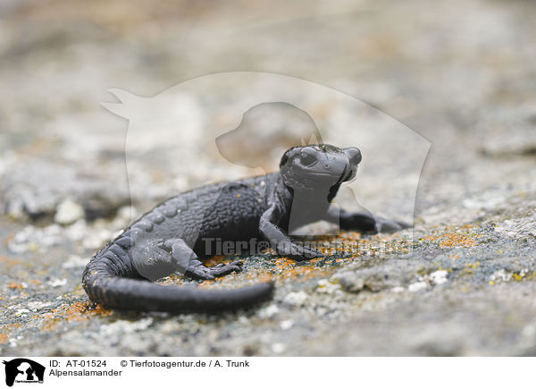 Alpensalamander / Alpine Salamander / AT-01524