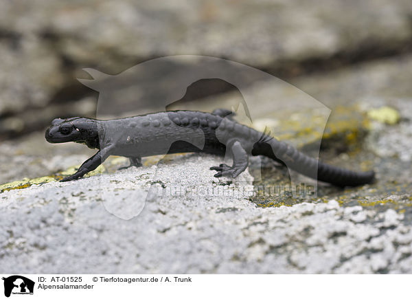 Alpensalamander / Alpine Salamander / AT-01525