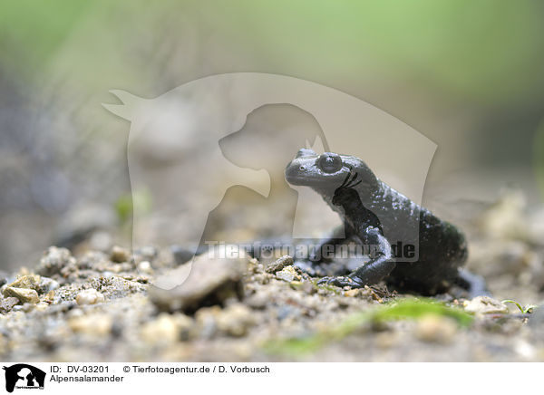 Alpensalamander / Alpine Salamander / DV-03201