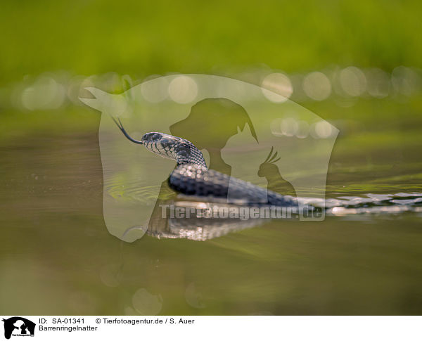Barrenringelnatter / grass snake / SA-01341