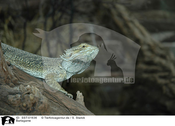 Bartagame / bearded dragon / SST-01636