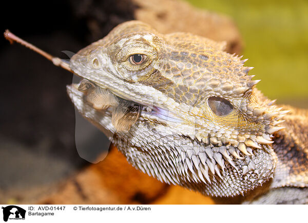 Bartagame / bearded dragon / AVD-01447