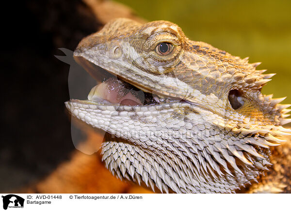 Bartagame / bearded dragon / AVD-01448