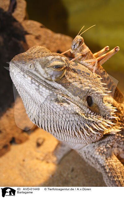 Bartagame / bearded dragon / AVD-01449