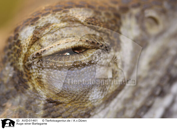 Auge einer Bartagame / eye bearded dragon / AVD-01461