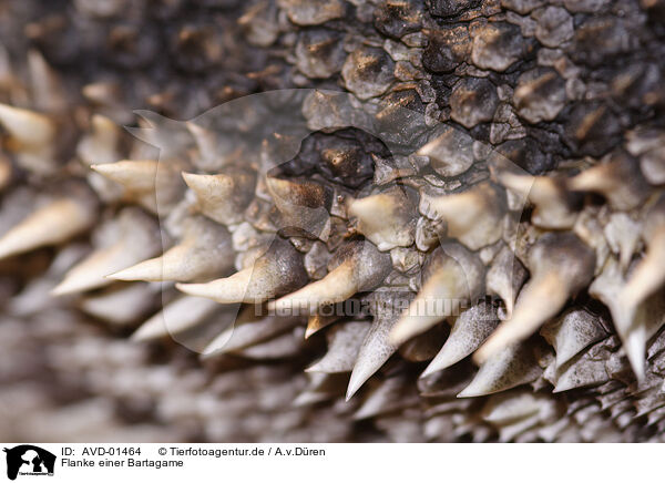 Flanke einer Bartagame / bearded dragon / AVD-01464