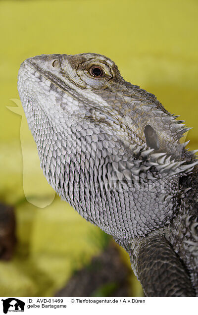 gelbe Bartagame / bearded dragon / AVD-01469