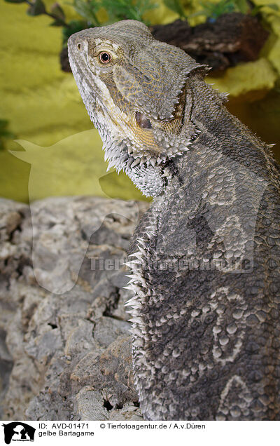 gelbe Bartagame / bearded dragon / AVD-01471