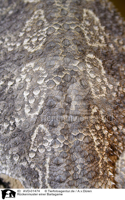 Rckenmuster einer Bartagame / bearded dragon / AVD-01474