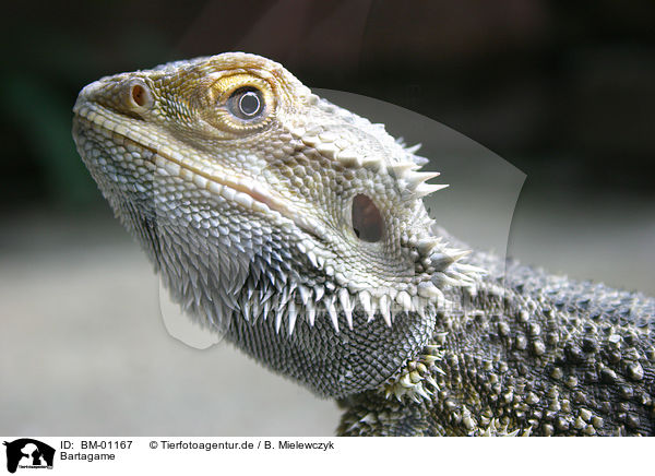 Bartagame / bearded dragon / BM-01167