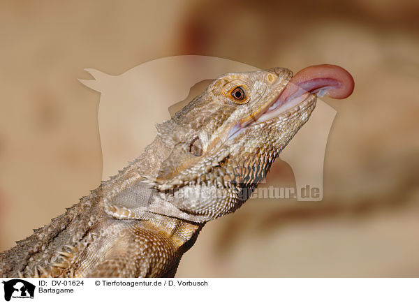 DV-01624 - DV 01624 Bartagame