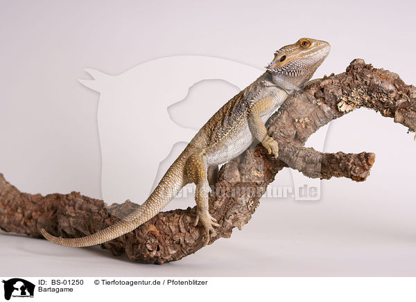 Bartagame / bearded dragon / BS-01250