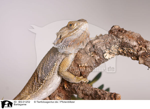 Bartagame / bearded dragon / BS-01252