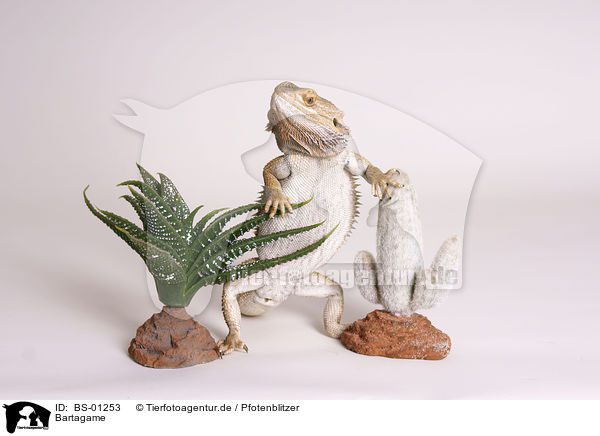 Bartagame / bearded dragon / BS-01253