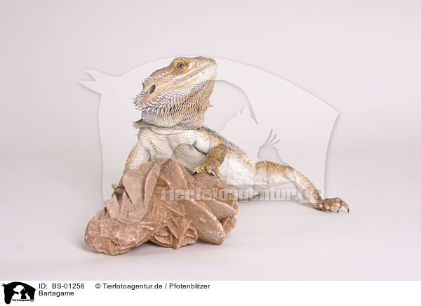 Bartagame / bearded dragon / BS-01256