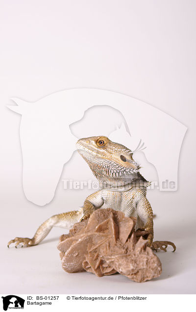 Bartagame / bearded dragon / BS-01257