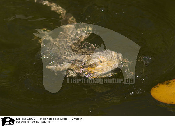 schwimmende Bartagame / swimming bearded dragon / TM-02080