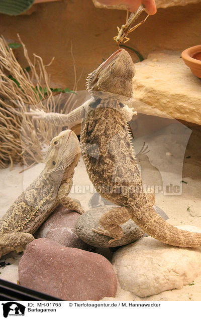 Bartagamen / bearded dragons / MH-01765