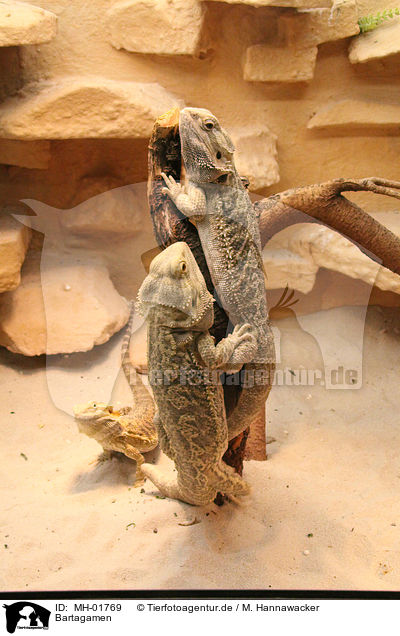 Bartagamen / bearded dragons / MH-01769