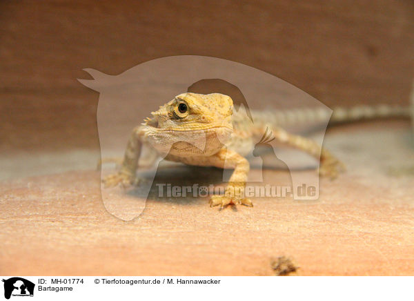 Bartagame / bearded dragon / MH-01774