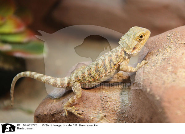 Bartagame / bearded dragon / MH-01776