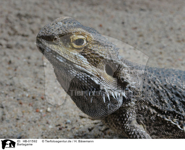 Bartagame / bearded dragon / HB-01592