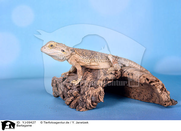 Bartagame / bearded dragon / YJ-09427