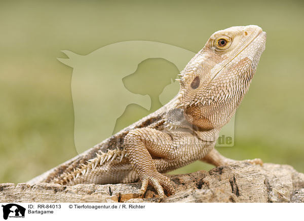 Bartagame / bearded dragon / RR-84013