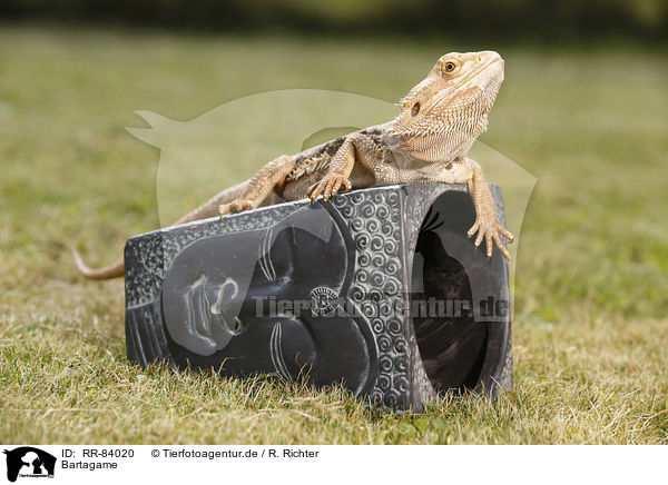 Bartagame / bearded dragon / RR-84020