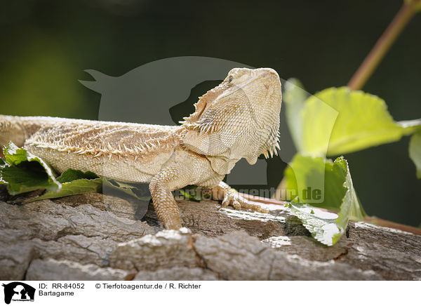 Bartagame / bearded dragon / RR-84052